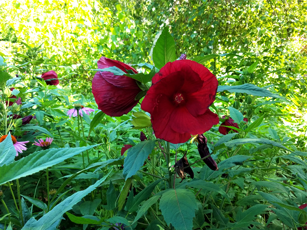 Original Stone Wall from Burial Ground